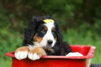 SAMSON, a male Bernese Mountain Dog for sale in Baltic, OH – 3 of 10