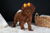 BUDDY, a male Poodle - Miniature  for sale in Baltic, OH – Photo 1 of 10