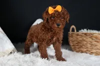 BUDDY, a male Poodle - Miniature  for sale in Baltic, OH – Photo 2 of 10
