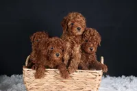 BUDDY, a male Poodle - Miniature  for sale in Baltic, OH – Photo 10 of 10