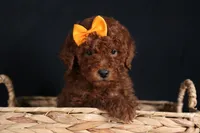 BUDDY, a male Poodle - Miniature  for sale in Baltic, OH – Photo 5 of 10