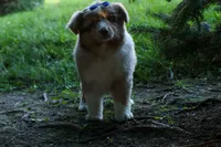 LEO, a male Miniature American Shepherd for sale in Baltic, OH – 7 of 10