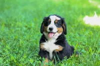 SADIE, a female Bernese Mountain Dog for sale in Baltic, OH – 7 of 10