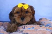 RANDY, a male Shorkie for sale in Baltic, OH – 9 of 9