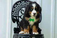 SCOUT, a male Bernese Mountain Dog for sale in Baltic, OH – 7 of 10