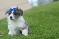 NOAH, a male Pembroke Welsh Corgi and Poodle - Miniature  for sale in Baltic, OH – 7 of 10