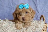 ARCHIE, a male Poodle - Miniature  for sale in Baltic, OH – 7 of 10