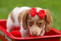 OSCAR, a male Miniature Dachshund for sale in Baltic, OH – 7 of 10