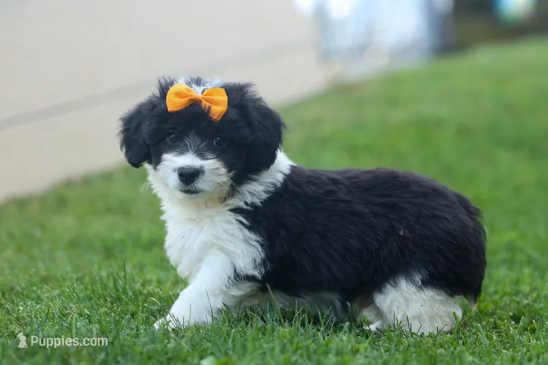 NORMAN – Pembroke Welsh Corgi, Poodle - Miniature  puppy for sale in Baltic, OH