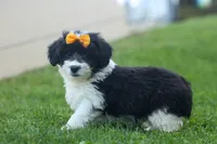 NORMAN, a male Pembroke Welsh Corgi and Poodle - Miniature  for sale in Baltic, OH – 1 of 1