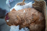 CHARLIE, a male Cavapoo for sale in Baltic, OH – 6 of 10