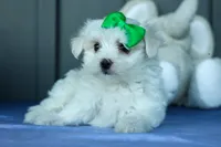PACO, a male Maltese for sale in Baltic, OH – 4 of 9