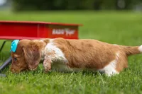 OLIVER, a male Miniature Dachshund for sale in Baltic, OH – 6 of 10