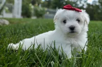 MURPHY, a male Maltese for sale in Baltic, OH – 8 of 10