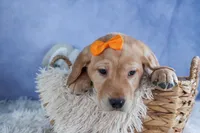 DIAMOND, a male Labrador Retriever for sale in Baltic, OH – Photo 4 of 9