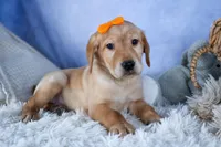 DIAMOND, a male Labrador Retriever for sale in Baltic, OH – Photo 1 of 9