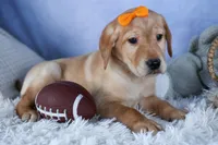 DIAMOND, a male Labrador Retriever for sale in Baltic, OH – Photo 8 of 9