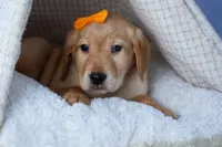 DIAMOND, a male Labrador Retriever for sale in Baltic, OH – Photo 2 of 9