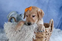 DIAMOND, a male Labrador Retriever for sale in Baltic, OH – Photo 3 of 9