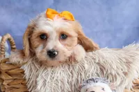 ROMEO, a male Cavachon for sale in Baltic, OH – 8 of 10