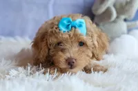 ARCHIE, a male Poodle - Miniature  for sale in Baltic, OH – 2 of 10