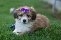 NELLY, a female Pembroke Welsh Corgi and Poodle - Miniature  for sale in Baltic, OH – 5 of 10