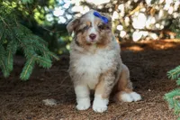 LEO, a male Miniature American Shepherd for sale in Baltic, OH – 8 of 10