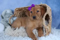 DAKOTA, a female Labrador Retriever for sale in Baltic, OH – Photo 5 of 10