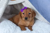 DAKOTA, a female Labrador Retriever for sale in Baltic, OH – Photo 9 of 10