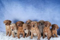 DAKOTA, a female Labrador Retriever for sale in Baltic, OH – Photo 10 of 10
