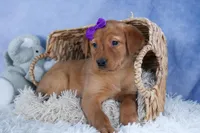 DAKOTA, a female Labrador Retriever for sale in Baltic, OH – Photo 6 of 10