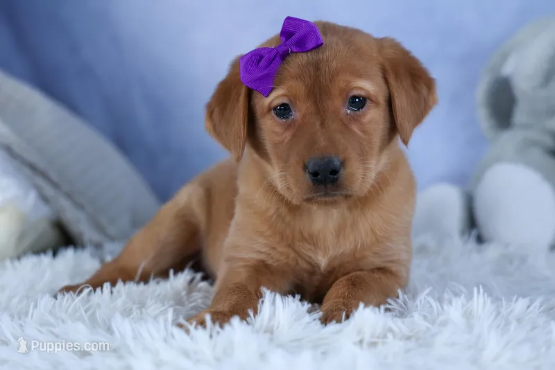 DAKOTA – Labrador Retriever puppy for sale in Baltic, OH