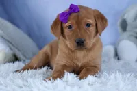 DAKOTA, a female Labrador Retriever for sale in Baltic, OH – Photo 1 of 10