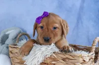 DAKOTA, a female Labrador Retriever for sale in Baltic, OH – Photo 4 of 10