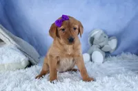 DAKOTA, a female Labrador Retriever for sale in Baltic, OH – Photo 2 of 10