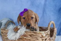 DAKOTA, a female Labrador Retriever for sale in Baltic, OH – Photo 3 of 10