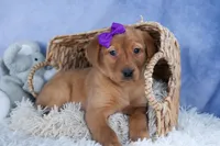 DAKOTA, a female Labrador Retriever for sale in Baltic, OH – Photo 8 of 10