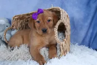 DAKOTA, a female Labrador Retriever for sale in Baltic, OH – Photo 7 of 10
