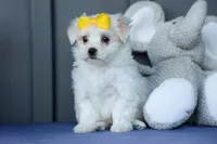 PEBBLES, a female Maltese for sale in Baltic, OH – 3 of 10