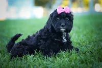 BELLA, a female Cavapoo for sale in Baltic, OH – 10 of 10