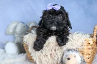 JESSIE, a female Shorkie for sale in Baltic, OH – Photo 1 of 10