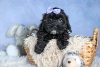 JESSIE, a female Shorkie for sale in Baltic, OH – Photo 8 of 10