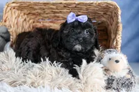 JESSIE, a female Shorkie for sale in Baltic, OH – Photo 9 of 10