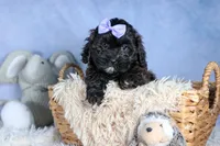 JESSIE, a female Shorkie for sale in Baltic, OH – Photo 7 of 10