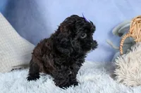 JESSIE, a female Shorkie for sale in Baltic, OH – Photo 10 of 10