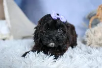 JESSIE, a female Shorkie for sale in Baltic, OH – Photo 5 of 10