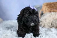 JESSIE, a female Shorkie for sale in Baltic, OH – Photo 2 of 10