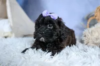 JESSIE, a female Shorkie for sale in Baltic, OH – Photo 4 of 10