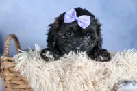 JESSIE, a female Shorkie for sale in Baltic, OH – Photo 6 of 10