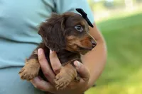 MAX, a male Miniature Dachshund for sale in Baltic, OH – 2 of 10
